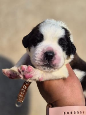 Les chiots de Chien du Saint-Bernard