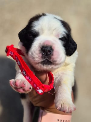 Les chiots de Chien du Saint-Bernard