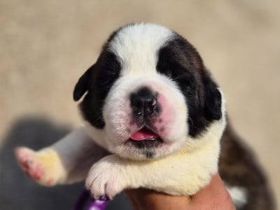 Les chiots de Chien du Saint-Bernard