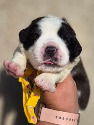 Les chiots de Chien du Saint-Bernard