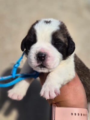 Les chiots de Chien du Saint-Bernard