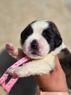 Les chiots de Chien du Saint-Bernard