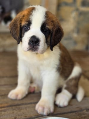 Les chiots de Chien du Saint-Bernard