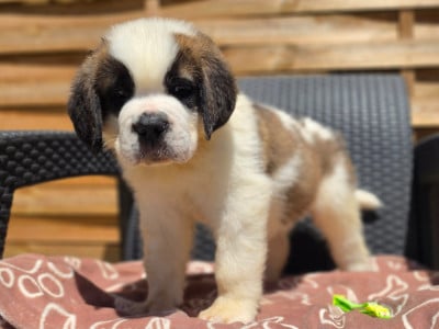 Les chiots de Chien du Saint-Bernard