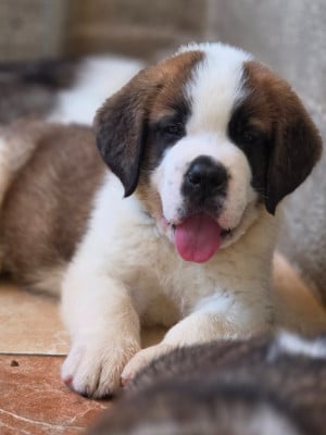 Les chiots de Chien du Saint-Bernard
