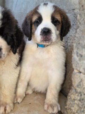 Les chiots de Chien du Saint-Bernard