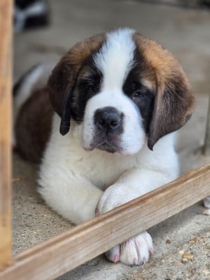 Les chiots de Chien du Saint-Bernard
