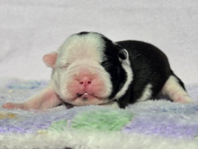Les chiots de Boston Terrier