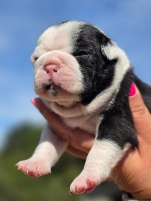Les chiots de Boston Terrier