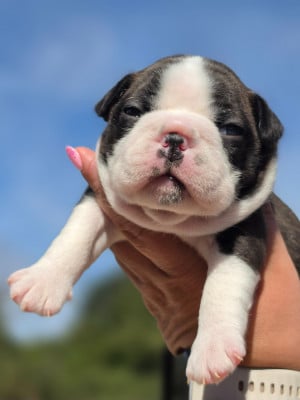Les chiots de Boston Terrier