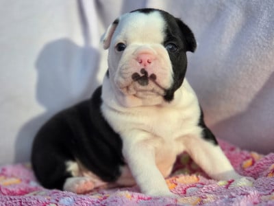 Les chiots de Boston Terrier