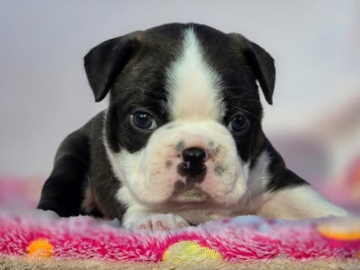 Les chiots de Boston Terrier