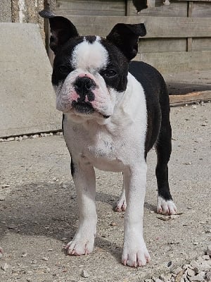 Les chiots de Boston Terrier