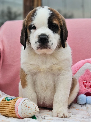 Les chiots de Chien du Saint-Bernard