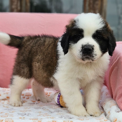 Les chiots de Chien du Saint-Bernard