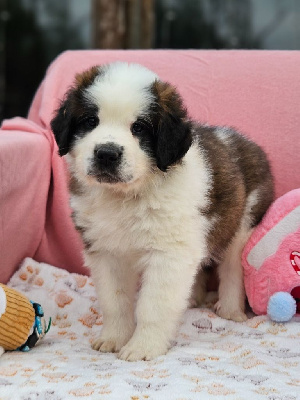 Les chiots de Chien du Saint-Bernard