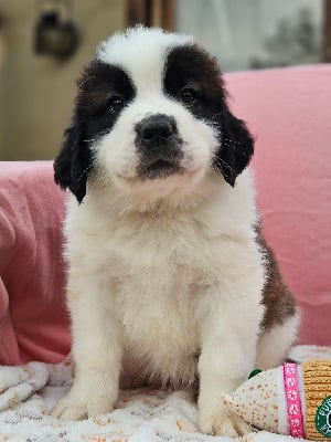 Les chiots de Chien du Saint-Bernard