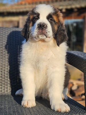 Les chiots de Chien du Saint-Bernard
