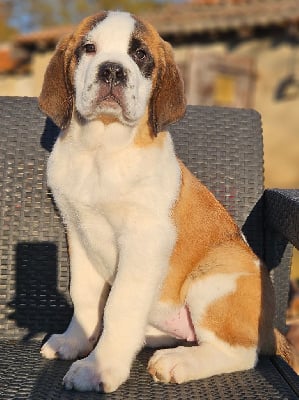 Les chiots de Chien du Saint-Bernard