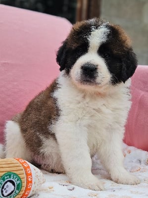 Les chiots de Chien du Saint-Bernard