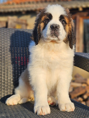 Les chiots de Chien du Saint-Bernard