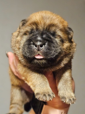 Les chiots de Chow Chow
