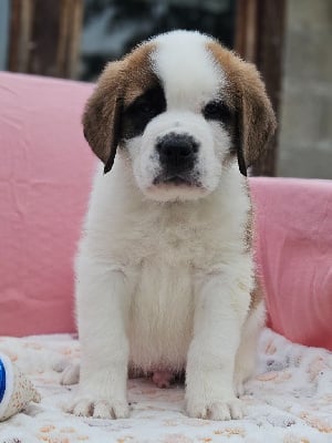 Les chiots de Chien du Saint-Bernard