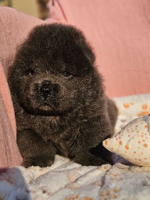 Les chiots de Chow Chow
