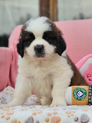 Les chiots de Chien du Saint-Bernard