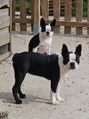 Les chiots de Boston Terrier