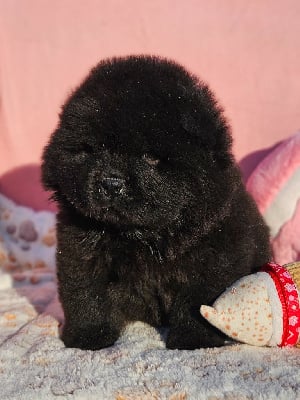 Les chiots de Chow Chow