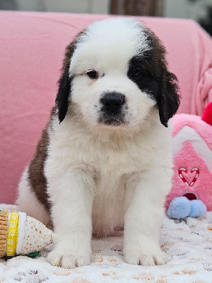 Les chiots de Chien du Saint-Bernard