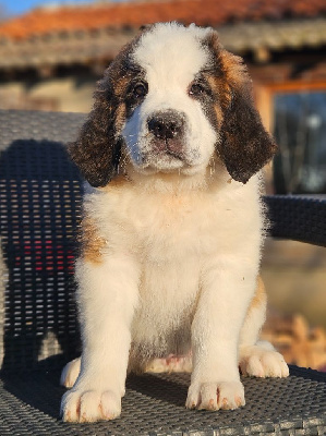 Les chiots de Chien du Saint-Bernard