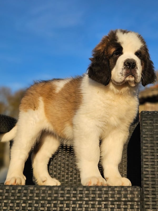 Chien du Saint-Bernard - Superbes princesses disponibles de suite - des préludes du chassignolan