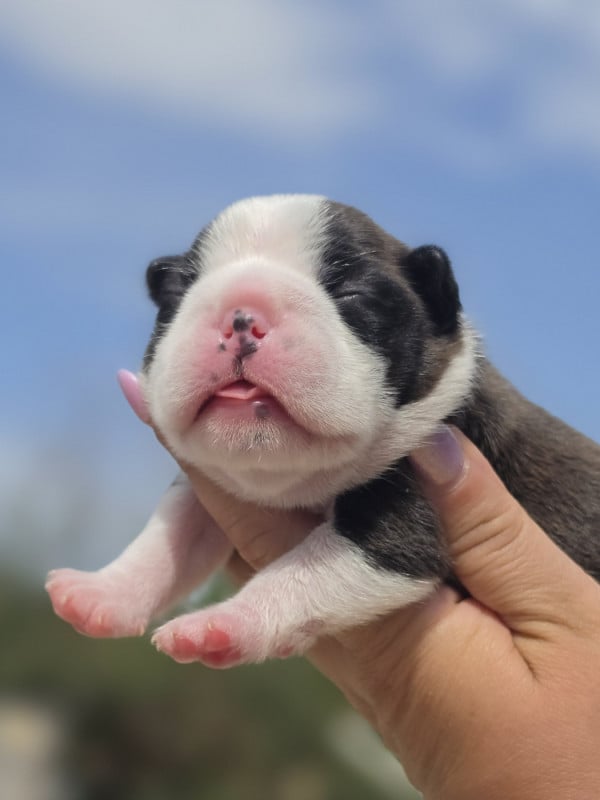 Boston Terrier - des préludes du chassignolan