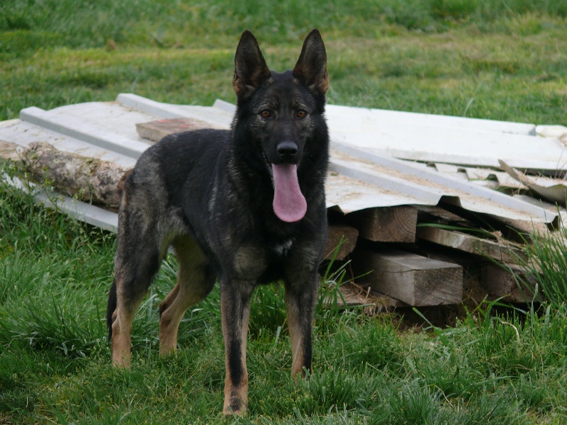 Blanca Des Terres Du Guerre