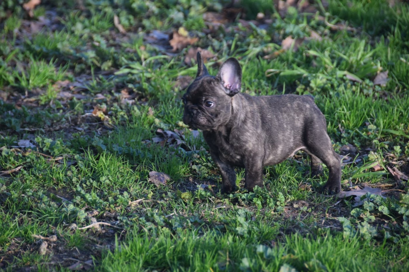 Bouledogue français - des bouilles de la Garonne
