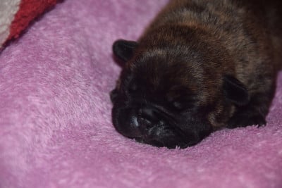 Les chiots de Bouledogue français