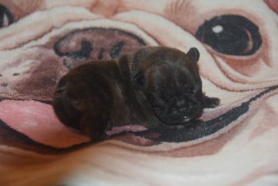 Les chiots de Bouledogue français