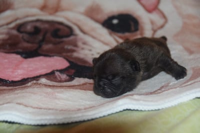 Les chiots de Bouledogue français