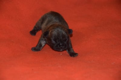 Les chiots de Bouledogue français