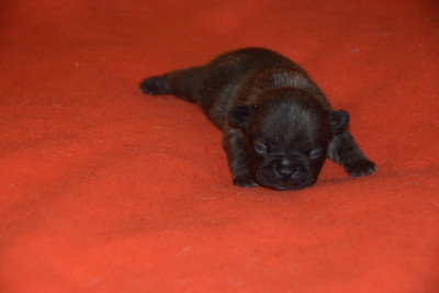 Les chiots de Bouledogue français