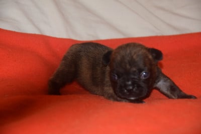 Les chiots de Bouledogue français