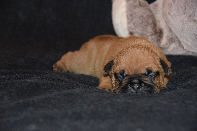 Bouledogue français