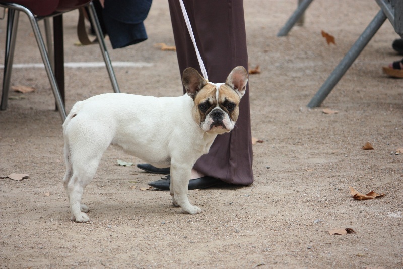 Fillipine frou frou des bouilles de la Garonne - 2ème Excellent