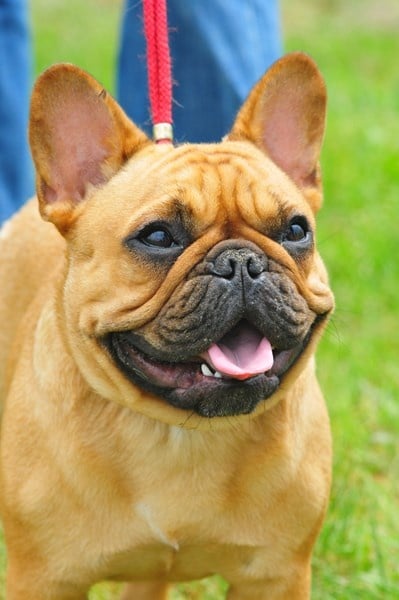 Hélégante joséphine des bouilles de la Garonne - 1 er Excellent, meilleur jeune et confirmation