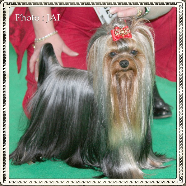 CH. Adadgio du Puy Doré - 1er excellent CAC CACIB BOS