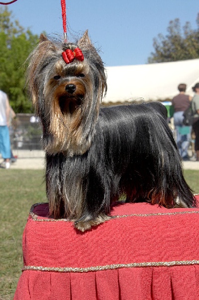 CH. Adadgio du Puy Doré - EXcellent 1er sur 7 B.O.B.J.B.O.GroupeJ 3ième B.I.S.jeunes