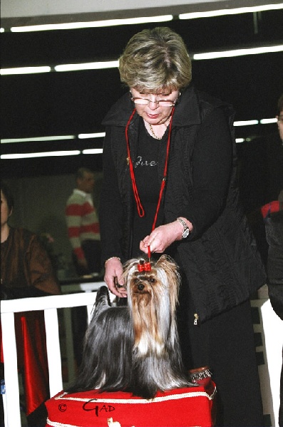 CH. Adadgio du Puy Doré - Ex1 C.A.C.R.C.A.C.I.B. Homologué CAC I.B.