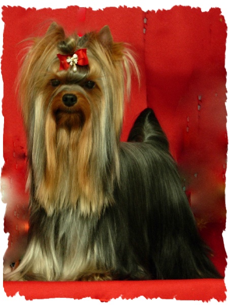 CH. Adadgio du Puy Doré - Ex 1 Rcacs Classe Intermédiaire